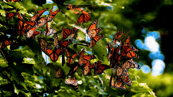 Schwab Video Asset Management Butterflies