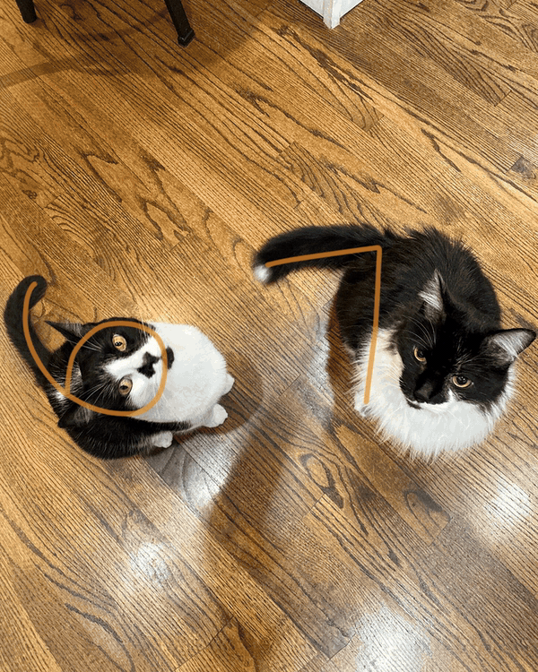 World’s Best Cat Litter Social 67